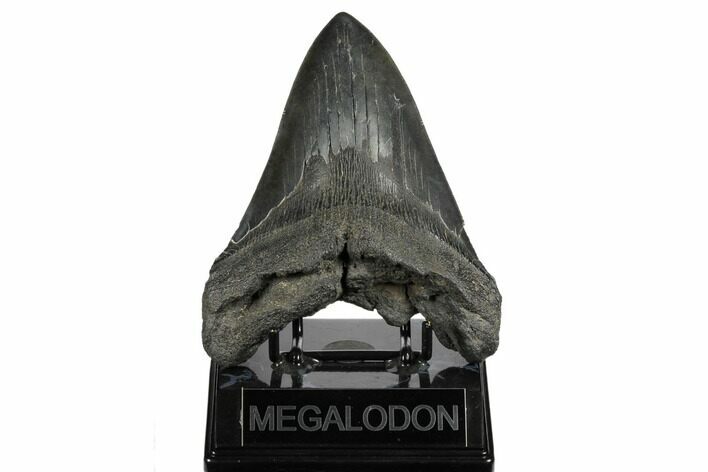 Bargain, Fossil Megalodon Tooth - South Carolina #180872
